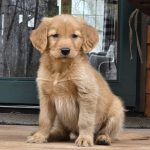 Buddy - a new arrival at our place.